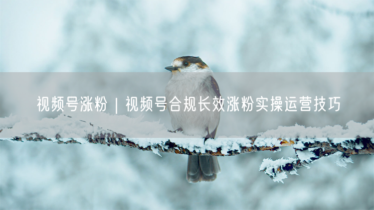 视频号涨粉秘籍：合规长效运营技巧与实操指南