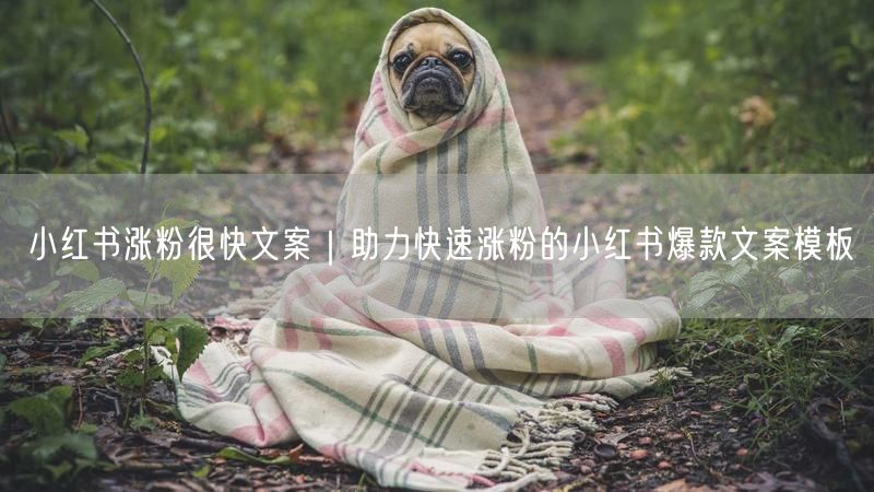 小红书涨粉很快文案｜助力快速涨粉的小红书爆款文案模板